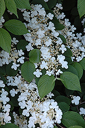 Maries Doublefile Viburnum (Viburnum plicatum 'Mariesii') at Lakeshore Garden Centres