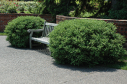 Pullman Boxwood (Buxus sempervirens 'Pullman') at Lakeshore Garden Centres