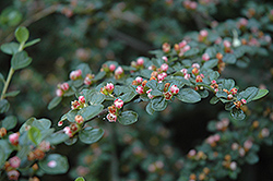 Robusta Ground Cotoneaster (Cotoneaster horizontalis 'Robusta') at Lakeshore Garden Centres