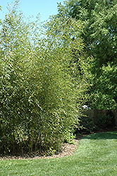 Yellow Grove Bamboo (Phyllostachys aureosulcata) at Lakeshore Garden Centres