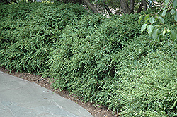 Wintergreen Boxwood (Buxus microphylla 'Wintergreen') at Lakeshore Garden Centres
