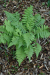 Tapering Glade Fern (Deparia pycnosora) at Lakeshore Garden Centres