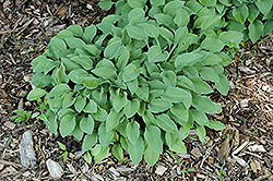 Mesa Verde Hosta (Hosta 'Mesa Verde') at Lakeshore Garden Centres