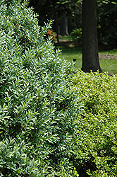 Joy Boxwood (Buxus sempervirens 'Joy') at Lakeshore Garden Centres