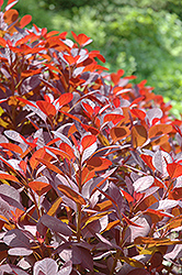 Purple Supreme Purple Smokebush (Cotinus coggygria 'Purple Supreme') at Lakeshore Garden Centres