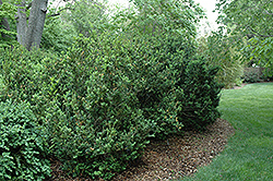 Handsworthy Boxwood (Buxus sempervirens 'Handsworthiensis') at Lakeshore Garden Centres