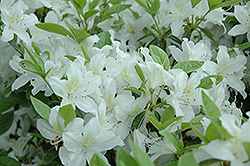 Palestrina Azalea (Rhododendron 'Palestrina') at Lakeshore Garden Centres