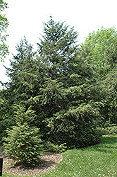 Canadian Hemlock (Tsuga canadensis) at The Mustard Seed