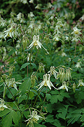 Japanese Columbine (Aquilegia oxysepala) at Lakeshore Garden Centres