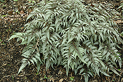 Ursula's Red Japanese Painted Fern (Athyrium nipponicum 'Ursula's Red') at Lakeshore Garden Centres