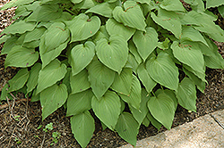 Tall Hosta (Hosta elata) at Lakeshore Garden Centres