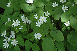 Rue Anemone (Anemonella thalictroides) at Lakeshore Garden Centres
