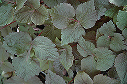 Mitsuba (Cryptotaenia japonica) at Lakeshore Garden Centres