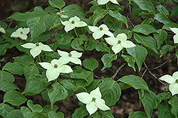 Blue Ray Chinese Dogwood (Cornus kousa 'JN6') at Lakeshore Garden Centres