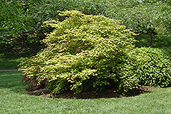 Tsuma Gaki Japanese Maple (Acer palmatum 'Tsuma Gaki') at Lakeshore Garden Centres
