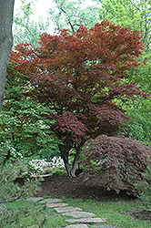 Oshio Beni Japanese Maple (Acer palmatum 'Oshio Beni') at Lakeshore Garden Centres