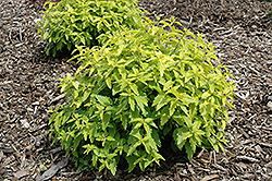 Sunshine Blue Caryopteris (Caryopteris incana 'Jason') at Lakeshore Garden Centres