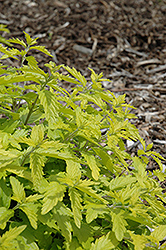 Sunshine Blue Caryopteris (Caryopteris incana 'Jason') at Lakeshore Garden Centres
