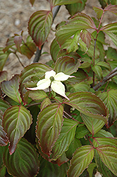 Weaver's Weeping Chinese Dogwood (Cornus kousa 'Weaver's Weeping') at Lakeshore Garden Centres