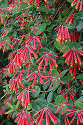Alabama Crimson Trumpet Honeysuckle (Lonicera sempervirens 'Alabama Crimson') at Lakeshore Garden Centres