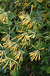 John Clayton Trumpet Honeysuckle (Lonicera sempervirens 'John Clayton') at Lakeshore Garden Centres