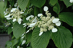 Japanese Hydrangea Vine (Schizophragma hydrangeoides) at Lakeshore Garden Centres