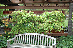 Cutleaf Fullmoon Maple (Acer japonicum 'Aconitifolium') at Lakeshore Garden Centres