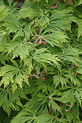 Cutleaf Fullmoon Maple (Acer japonicum 'Aconitifolium') at Lakeshore Garden Centres