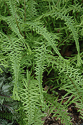 Dre's Dagger Fern (Athyrium filix-femina 'Dre's Dagger') at Lakeshore Garden Centres
