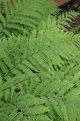 Rotsteil Fern (Athyrium filix-femina 'Rotsteil') at Lakeshore Garden Centres