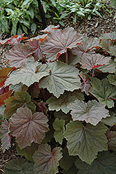 Purpurea Coral Bells (Heuchera villosa 'Purpurea') at Lakeshore Garden Centres