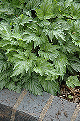 Dancing Geisha Pansy (Viola 'Dancing Geisha') at Lakeshore Garden Centres