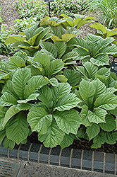 Featherleaf Rodgersia (Rodgersia pinnata) at Lakeshore Garden Centres