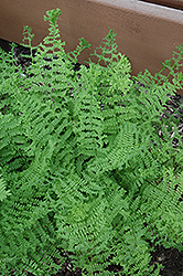 Encourage Fern (Athyrium filix-femina 'Encourage') at Lakeshore Garden Centres