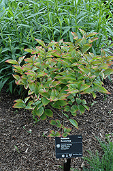 Red Pygmy Dwarf Red Flowering Dogwood (Cornus florida 'Red Pygmy') at Lakeshore Garden Centres