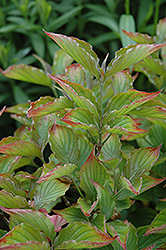 Red Pygmy Dwarf Red Flowering Dogwood (Cornus florida 'Red Pygmy') at Lakeshore Garden Centres