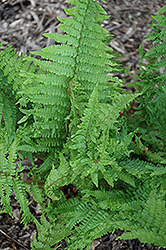 Rumplestiltskin Buckler Fern (Dryopteris x complexa 'Rumplestiltskin') at Lakeshore Garden Centres