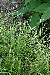 Spring Snow Broadleaf Sedge (Carex siderosticha 'Kisokaido') at Lakeshore Garden Centres