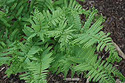 Grandiceps Wills Male Fern (Dryopteris filix-mas 'Grandiceps Wills') at Lakeshore Garden Centres