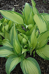 Choko Nishiki Hosta (Hosta 'Choko Nishiki') at Lakeshore Garden Centres