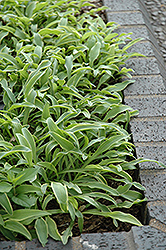 Vera Verde Hosta (Hosta 'Vera Verde') at Lakeshore Garden Centres
