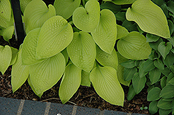 Little Aurora Hosta (Hosta 'Little Aurora') at Lakeshore Garden Centres