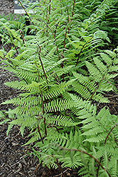 Fancy Fronds Fern (Athyrium filix-femina 'Fancy Fronds') at Lakeshore Garden Centres