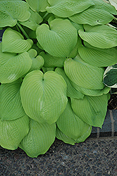Aztec Treasure Hosta (Hosta 'Aztec Treasure') at Lakeshore Garden Centres