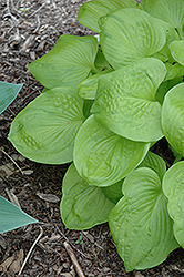 Tattoo Hosta (Hosta 'Tattoo') at Lakeshore Garden Centres