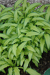 Kabitan Hosta (Hosta sieboldiana 'Kabitan') at Lakeshore Garden Centres