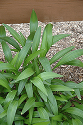 Long Leaf Hosta (Hosta longissima) at Lakeshore Garden Centres