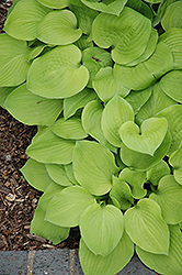 Vanilla Cream Hosta (Hosta 'Vanilla Cream') at Lakeshore Garden Centres