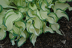 Ghost Spirit Hosta (Hosta 'Ghost Spirit') at Lakeshore Garden Centres
