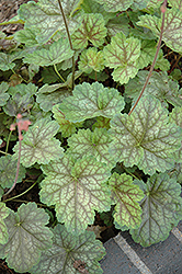 Oakington Jewel Coral Bells (Heuchera 'Oakington Jewel') at Lakeshore Garden Centres